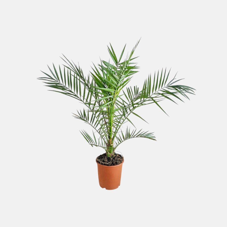 Date Palm - Khajur Plant