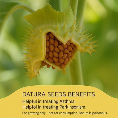 Datura Mix Seeds (5gm) - Sunrise