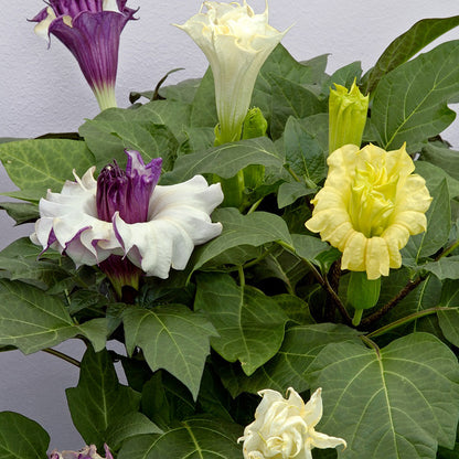 Datura Mix Seeds (5gm) - Sunrise