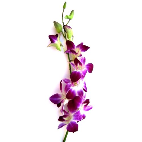 Dendrobium Orchid Purple - Dendrobium Purple, Orchid Plant