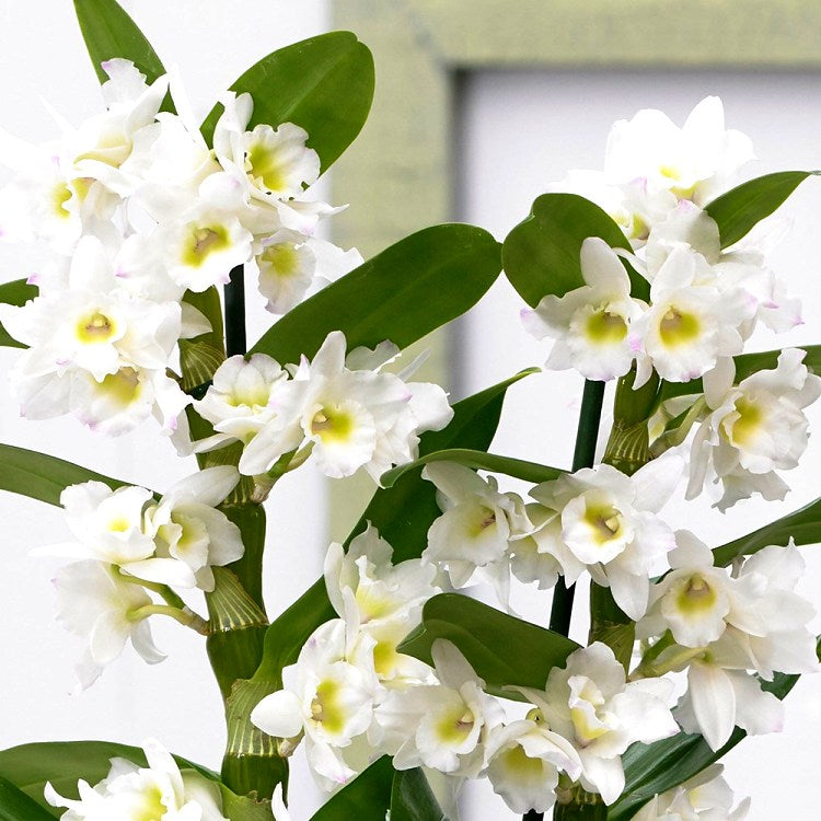 Dendrobium Orchid White - Dendrobium White, Orchid Plant