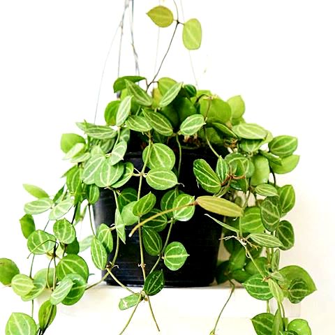 Hoya Watermelon Plant - Dischidia Ovata