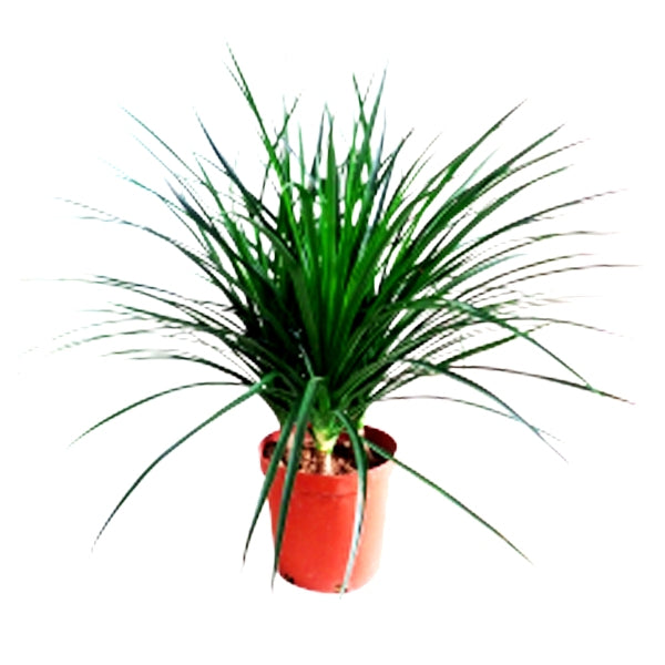 Dracaena Combodiana Plant