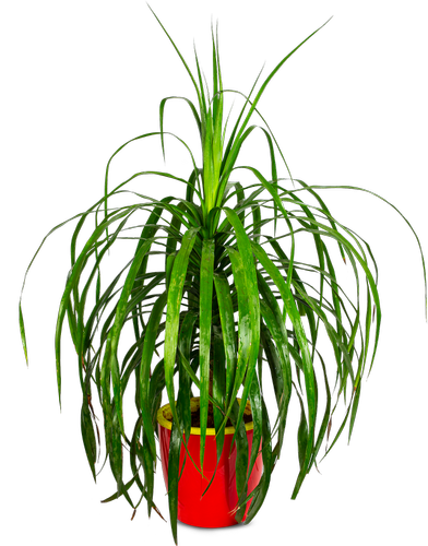 Dracaena Draco Plant