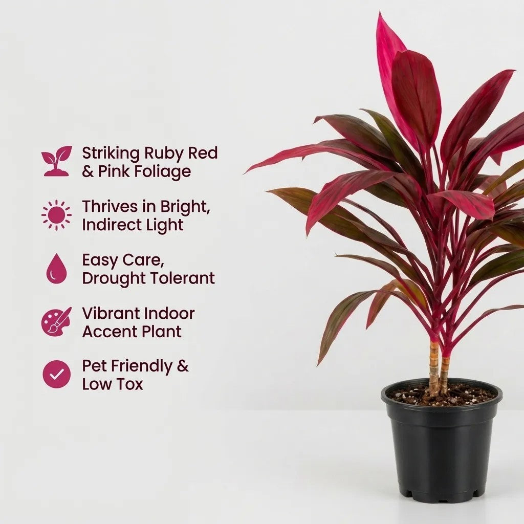 Dracaena Mahatma Plant - Cordyline Terminalis