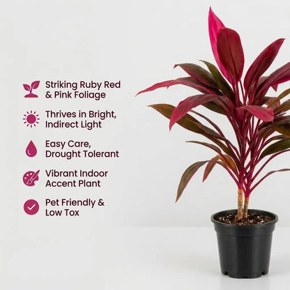 Dracaena Mahatma Plant - Cordyline Terminalis