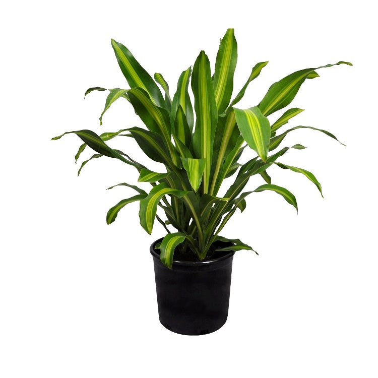 Dracaena Massangeana Giganta - Cornstalk Dracaena Green, Dara singh