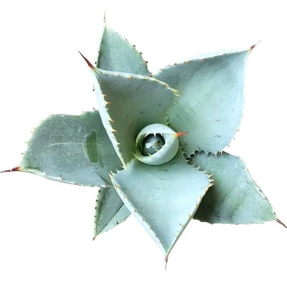 Agave Dwarf Butterfly Plant