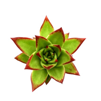 Echeveria Agavoides Lipstick