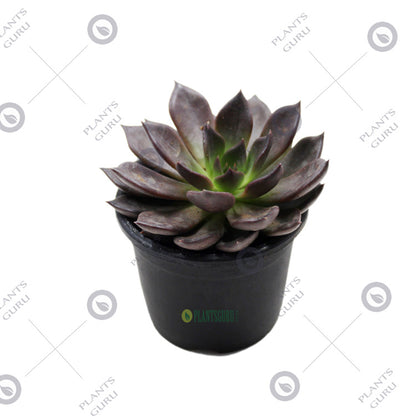 Echeveria Black Prince