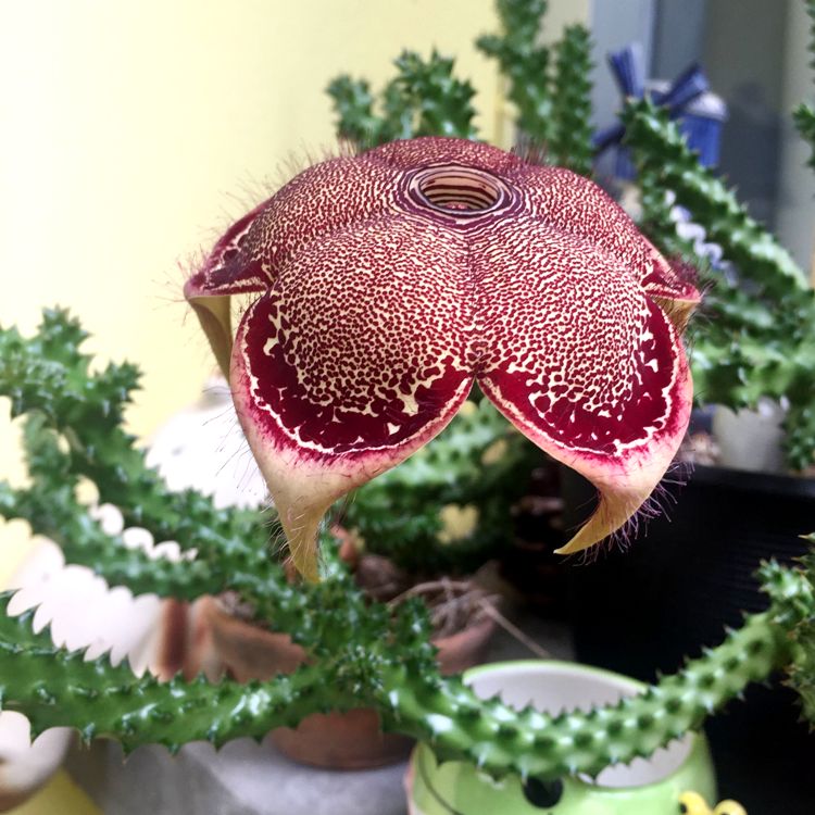 Edithcolea Grandis Cactus