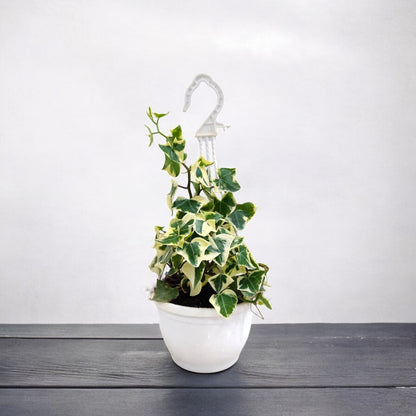 hanging ivy plant pot Buy English Ivy Variegated