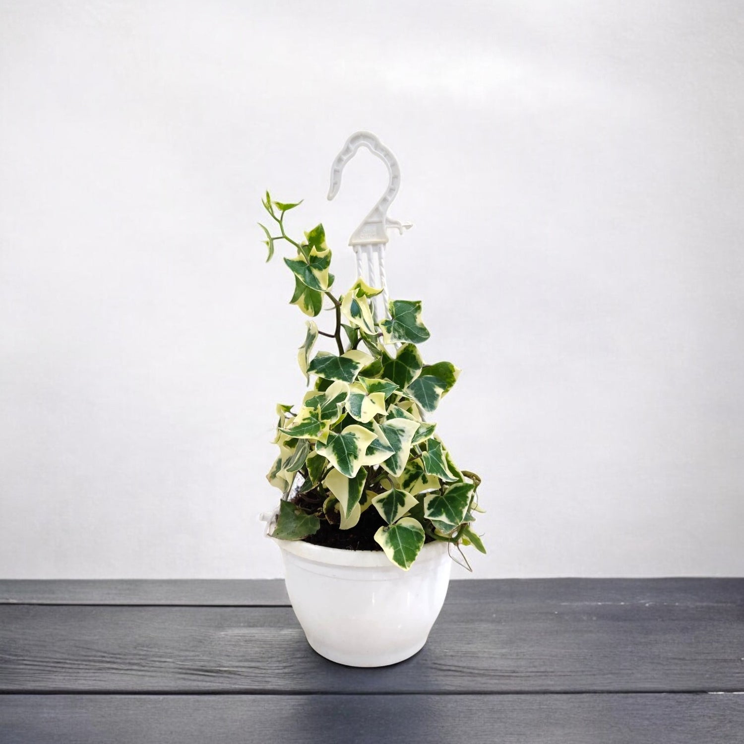 English Ivy Variegated Plant in Hanging Basket