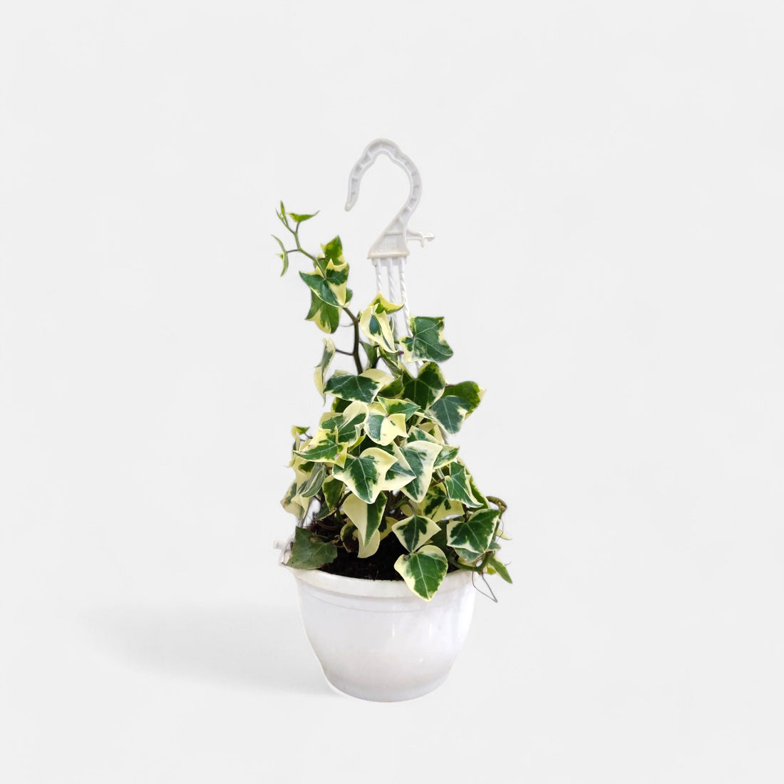 English Ivy Variegated Plant in Hanging Basket