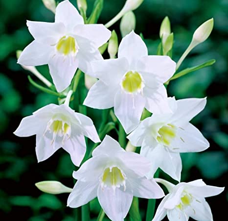 Eucaris lily bulbs - 3 Mix Bulbs