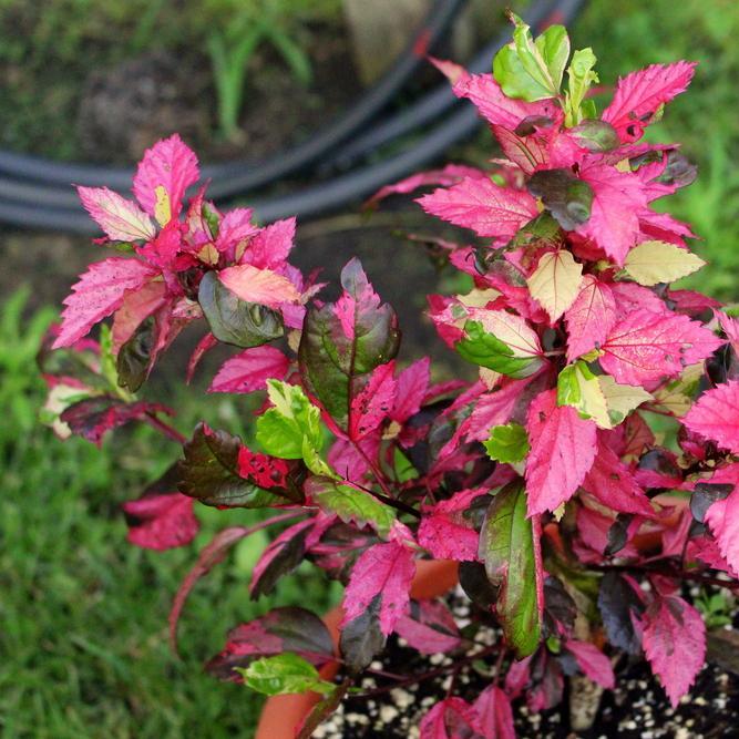 Hibiscus Variegated Red Plant - Hibiscus Rosa-Sinensis Red Hot, Variegated Hibiscus Red Hot