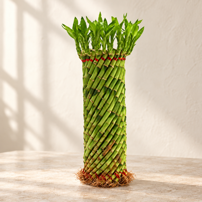 Lucky Bamboo Feng Shui Wheel