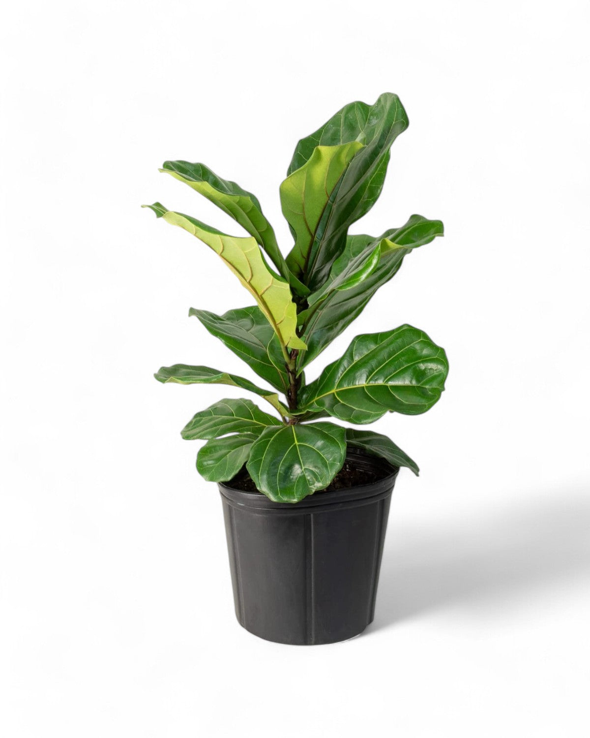 Ficus Lyrata Plant - Fiddle Leaf