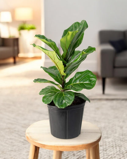 Ficus Lyrata Plant - Fiddle Leaf