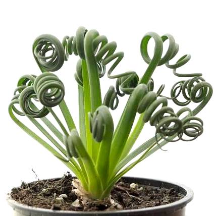 Albuca Spiralis - Frizzle Sizzle Plant