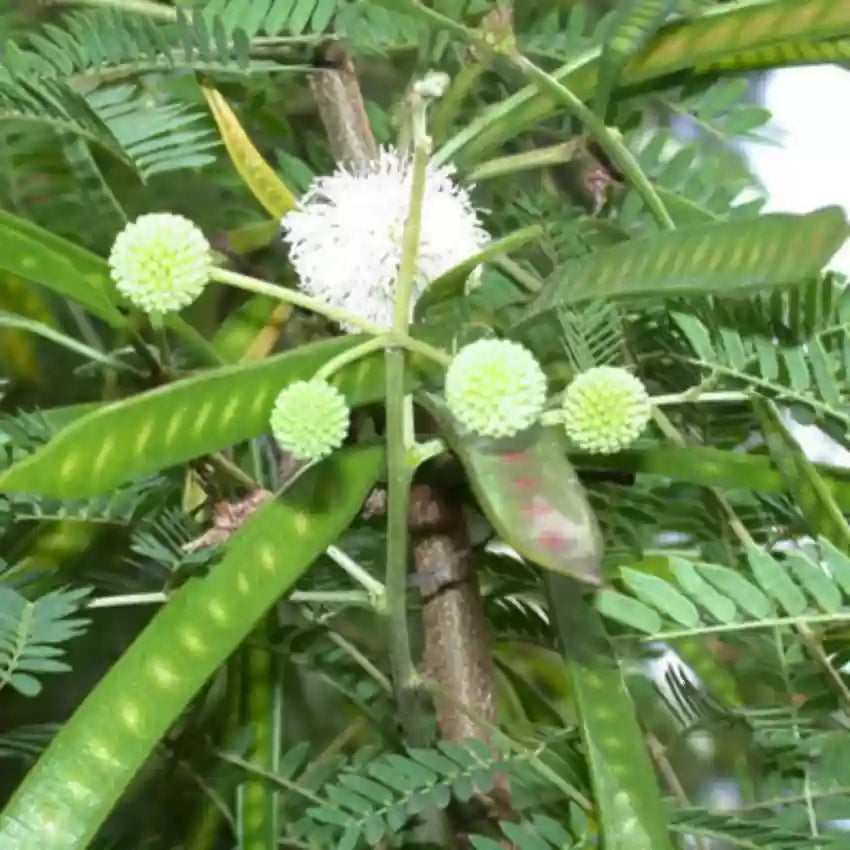 Leucaena Leucocephalia, Jambay, Subabul - Seeds (1Kg)