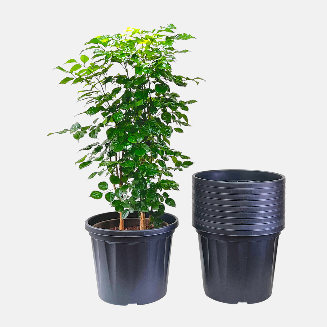 Blossom Pot 12&quot; | Pack of 10 | Heavy Duty Planter for Indoor-Outdoor Garden