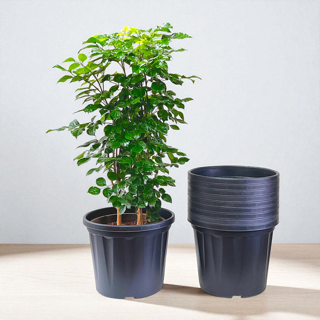Blossom Pot 12&quot; | Pack of 10 | Heavy Duty Planter for Indoor-Outdoor Garden
