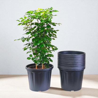 Blossom Pot 12&quot; | Pack of 10 | Heavy Duty Planter for Indoor-Outdoor Garden