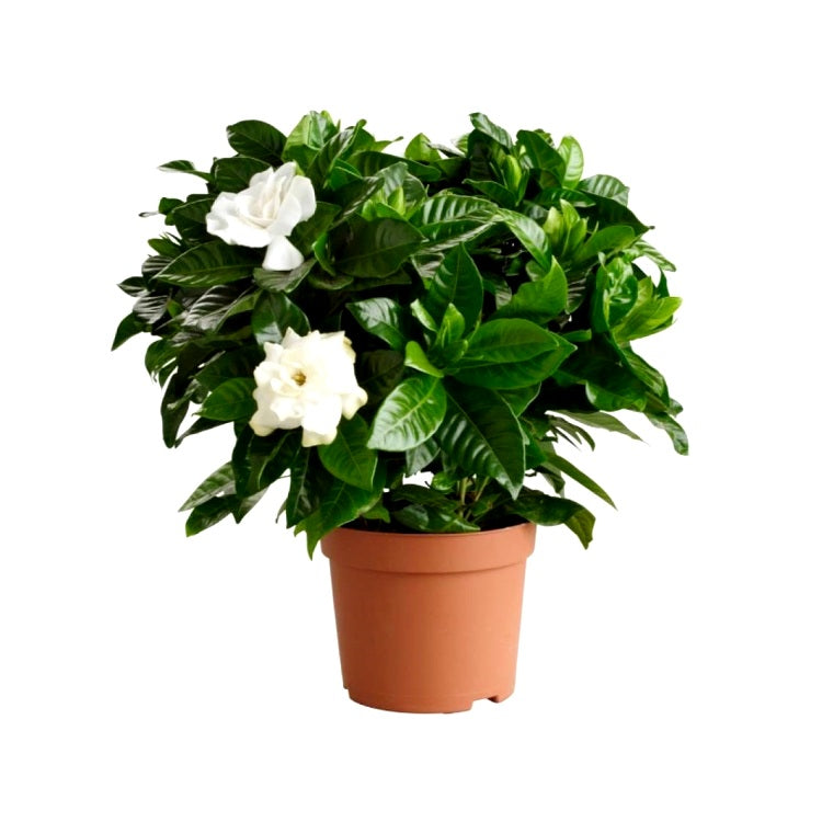 Gardenia - Ananta Plant, Gandhraj