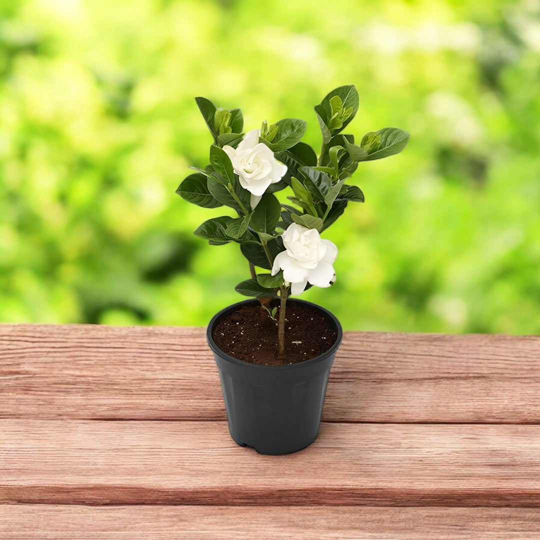 Gardenia - Ananta Plant, Gandhraj