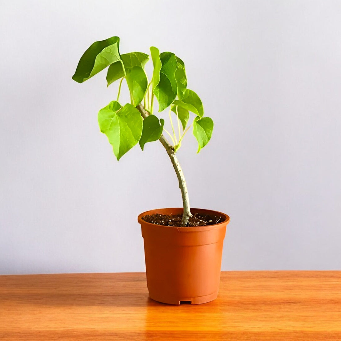 Giloy Plant - Gulvel Plant, Tinospora Cordifolia