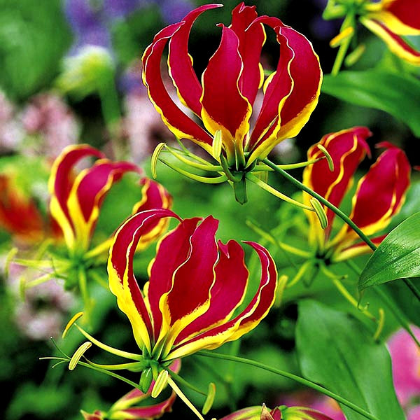 Gloriosa Red Bulbs - 3 Bulbs