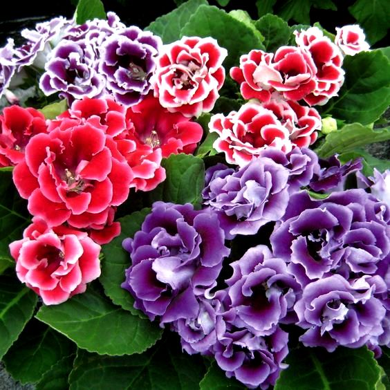 Gloxinia Tubers - 3 Bulbs