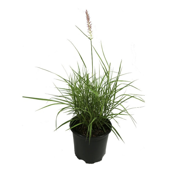 Pennistum Advena - Green Fountain Grass, Pampass Grass