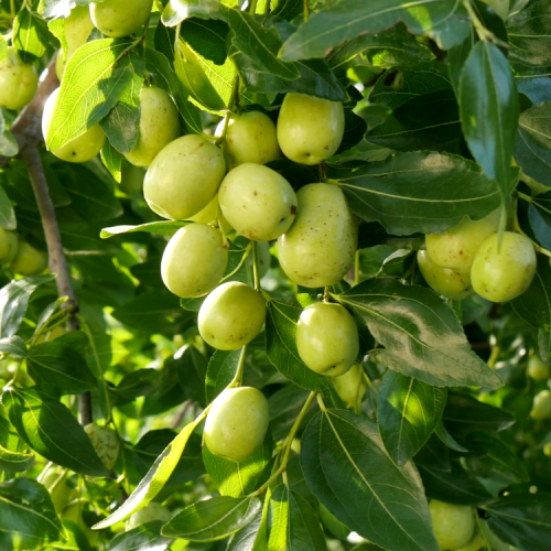 Ber Plant - Apple Ber Green Plant (Grafted), Ziziphus mauritiana