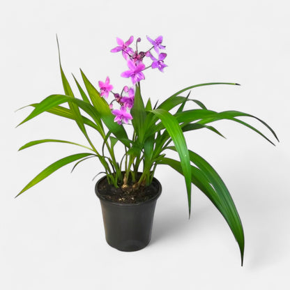 Ground Orchid Plant - Spathoglotis Plicata