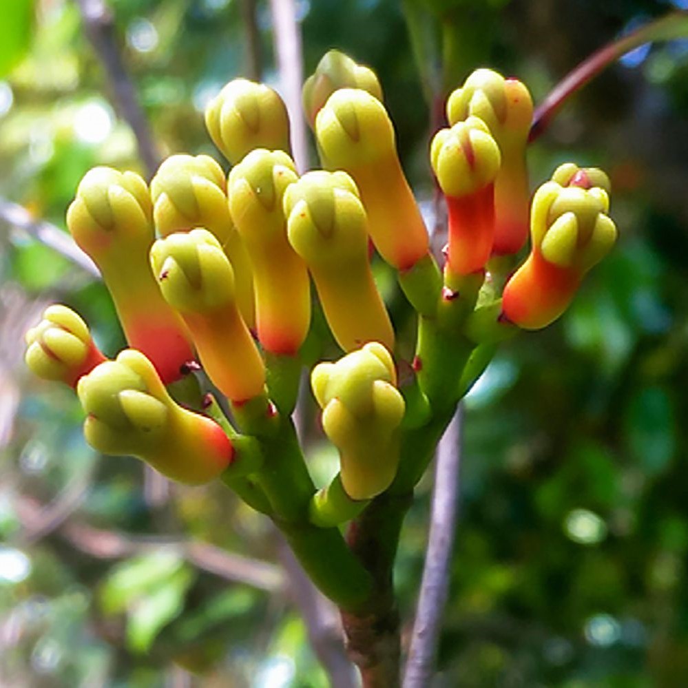 Clove Plant - Lavang, Laung