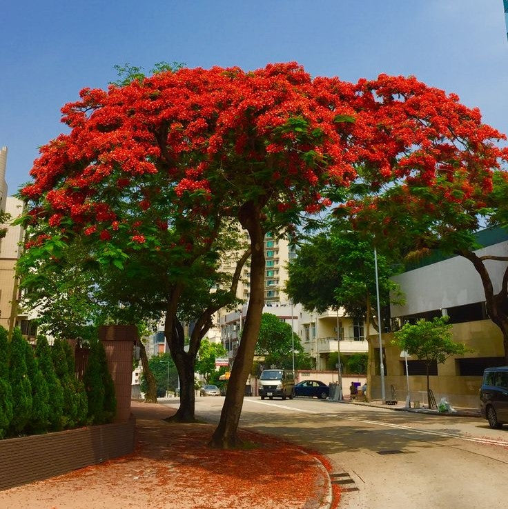 Gulmohar Plant - Delonix Regia