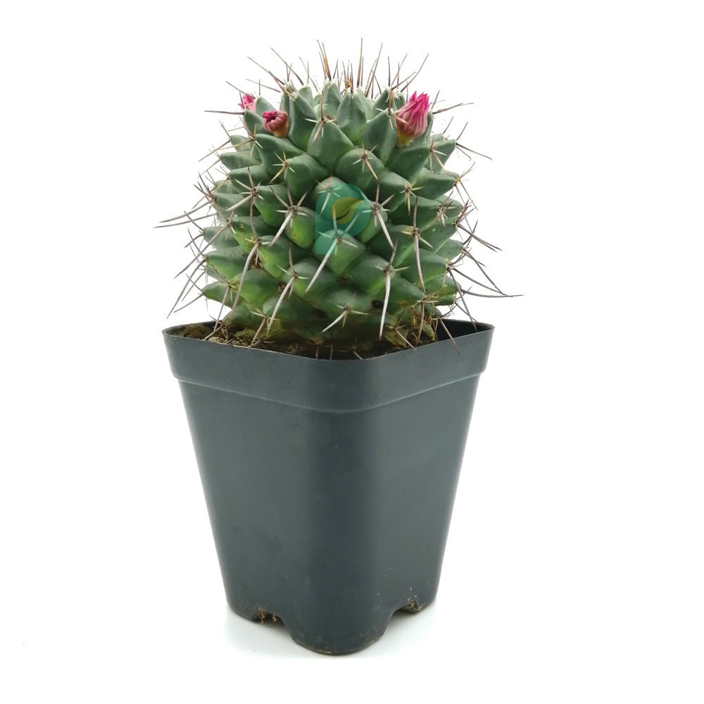 Gymnocalycium Saglionis Cactus