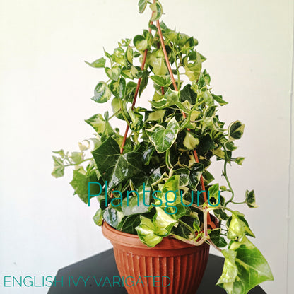 English Ivy Variegated Plant in Hanging Basket