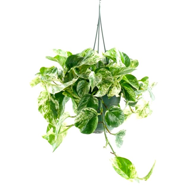 Money Plant Marble with Hanging Basket Big