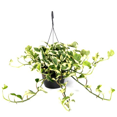 Money Plant Variegated with Hanging Basket Big