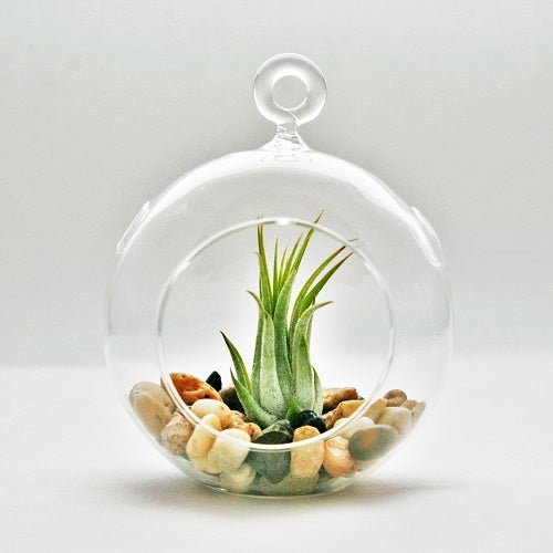 Hanging Terrarium with Air Plant