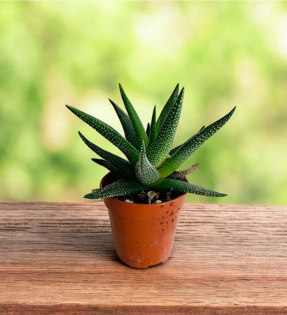 Haworthia Glabrata succulent