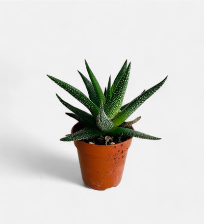 Haworthia Glabrata succulent