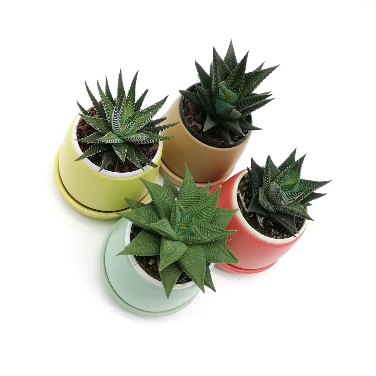 Haworthia Plant (Pack of 4) in Round Ceramic Planters