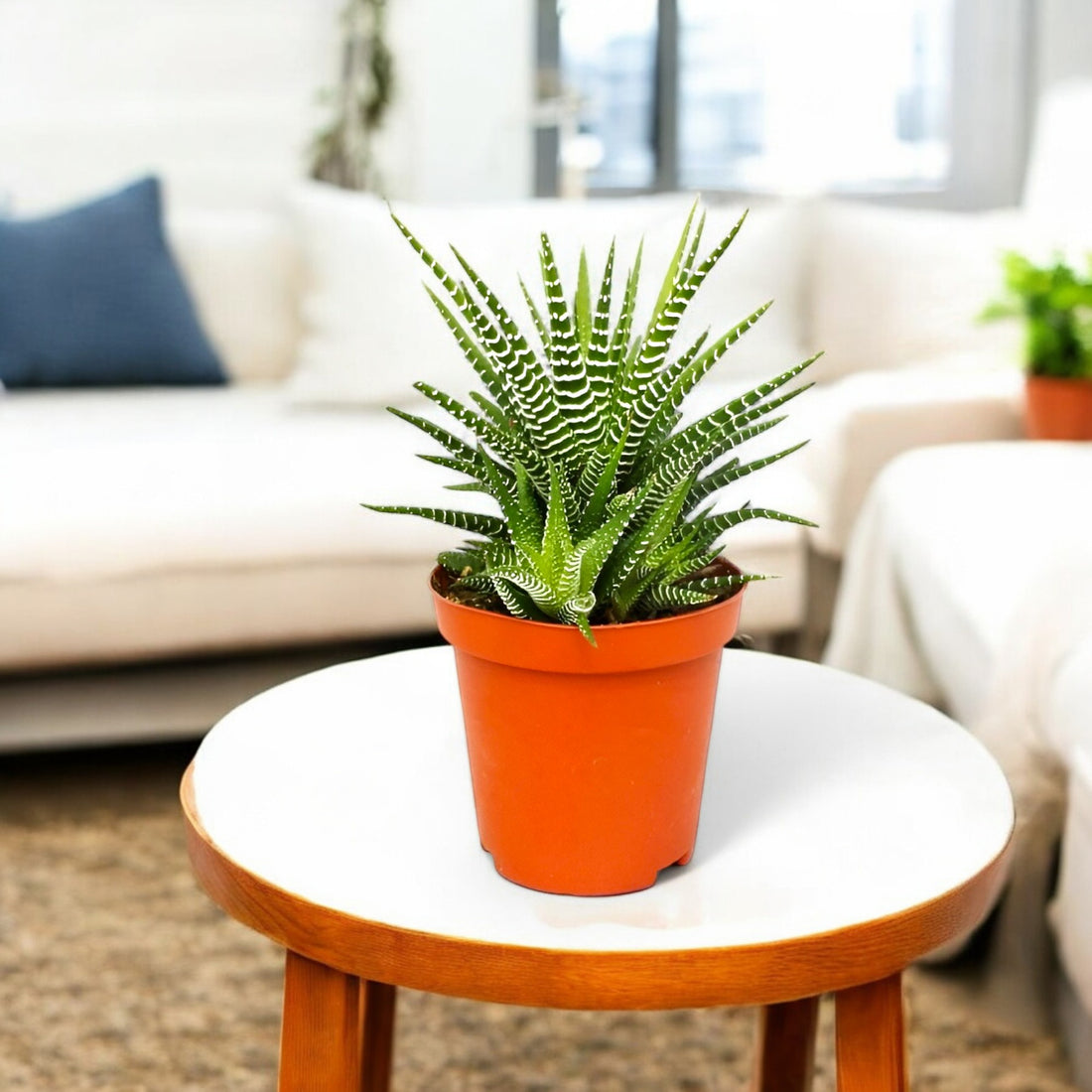 Haworthia Reinwardtii Plant - Haworthia Zebra