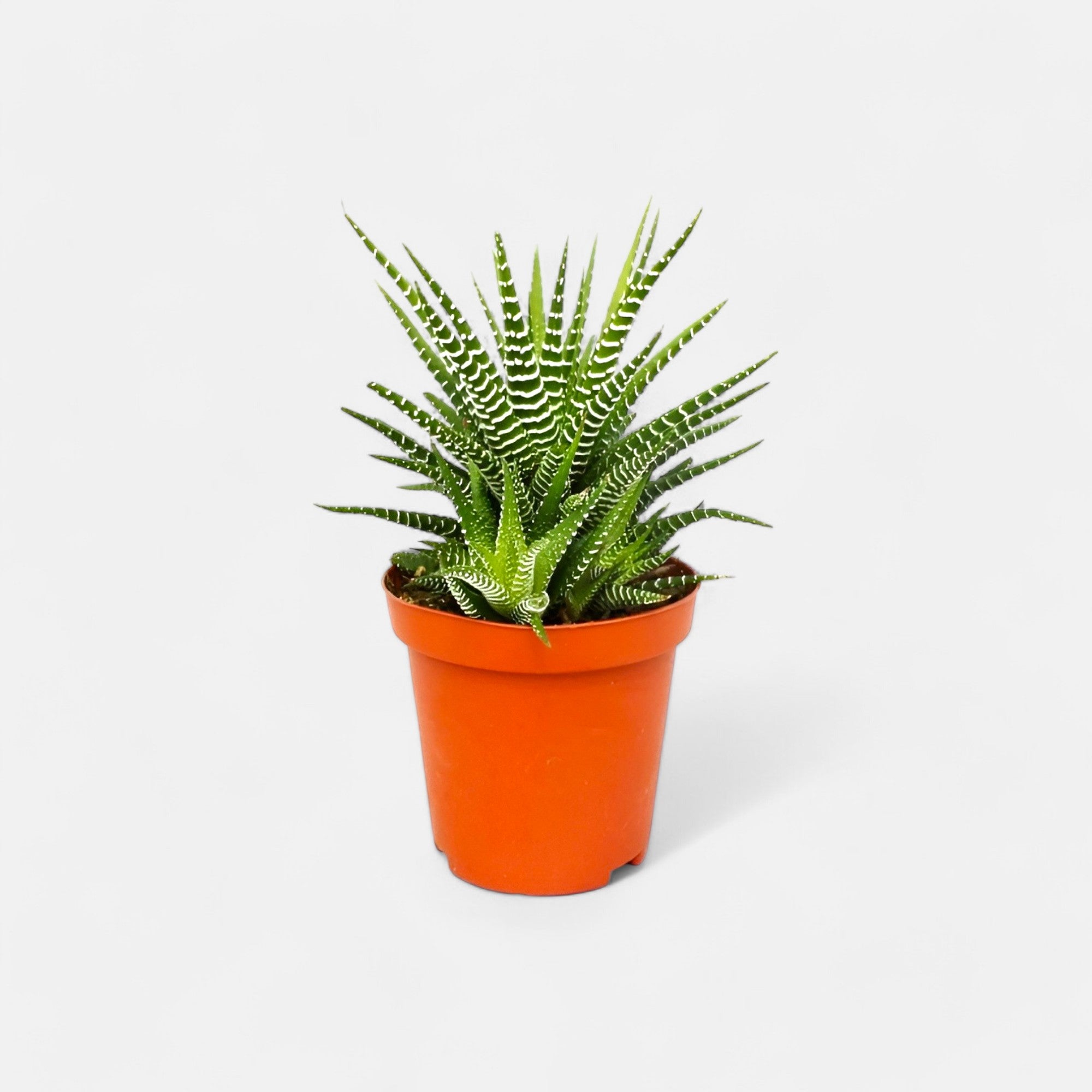 Haworthia Reinwardtii Plant - Haworthia Zebra