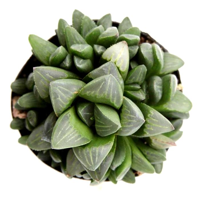 Haworthia Retusa Succulent Plant