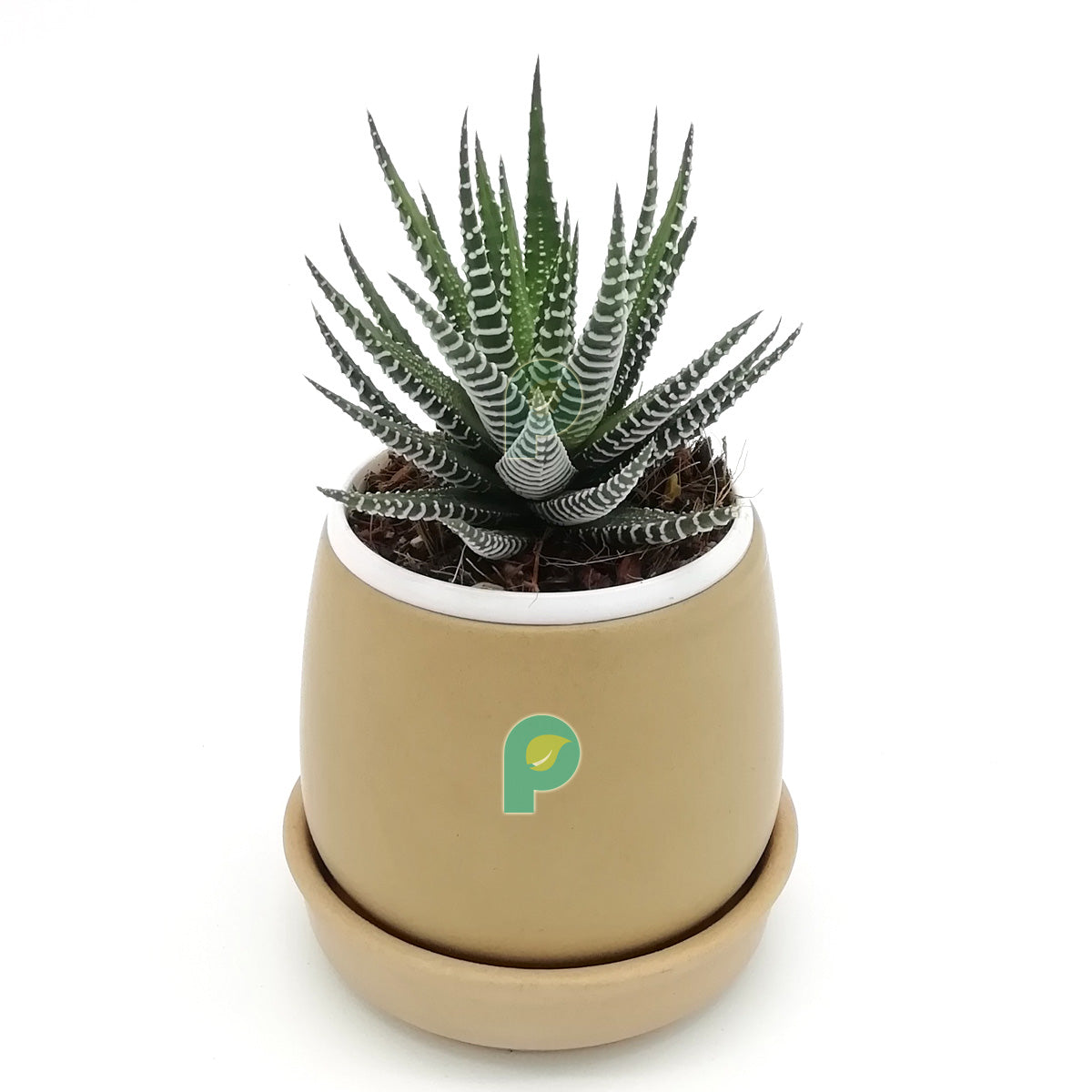 Haworthia Zebra Plant in Brown Round Ceramic Pot